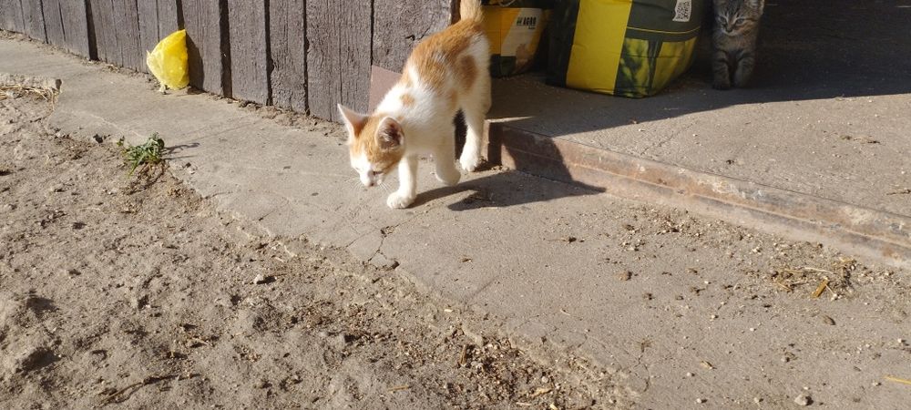 Oddam w dobre ręce kociaki