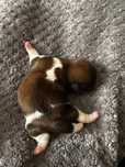 Shih tzu wyjątkowe umaszczenie Czarny / czekolada