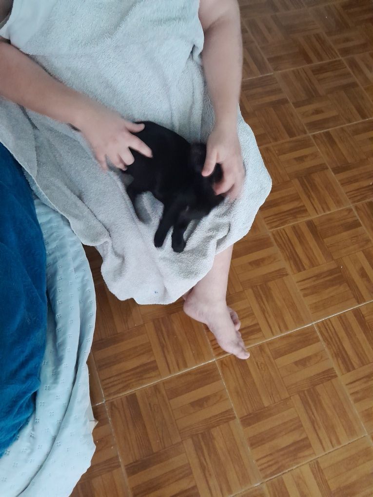 Femea chihuahua com 3meses