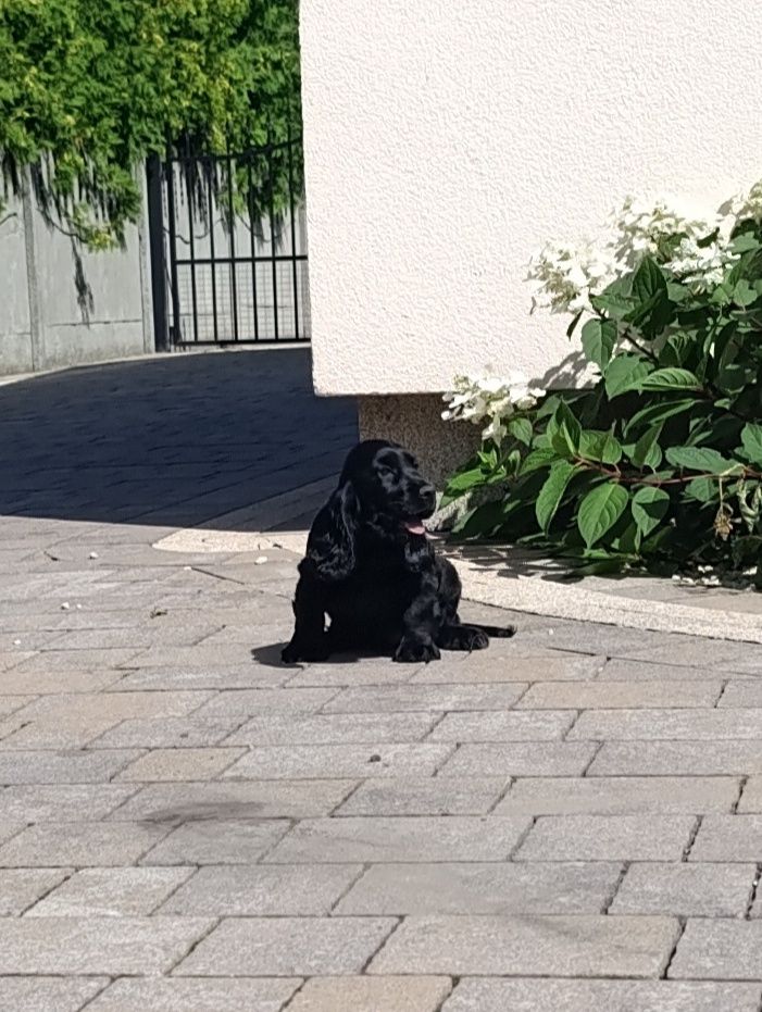 Cocker spaniel - Czarny Chłopiec