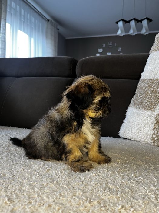 Piękny Piesek Shih Tzu Gotowy Do Odbioru
