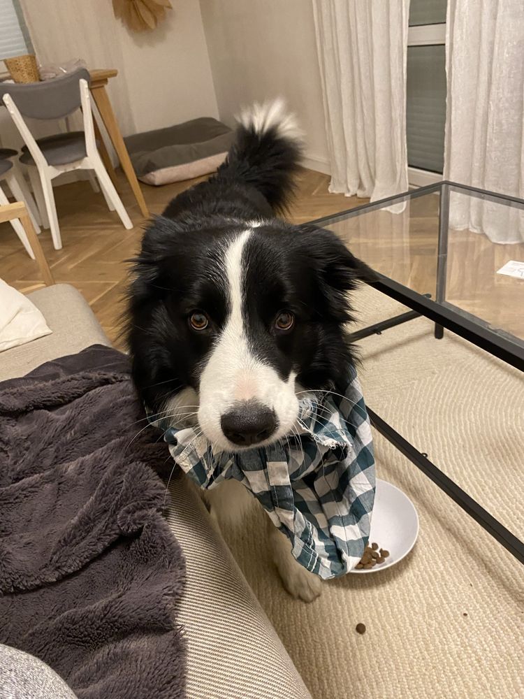 Border Collie reproduktor