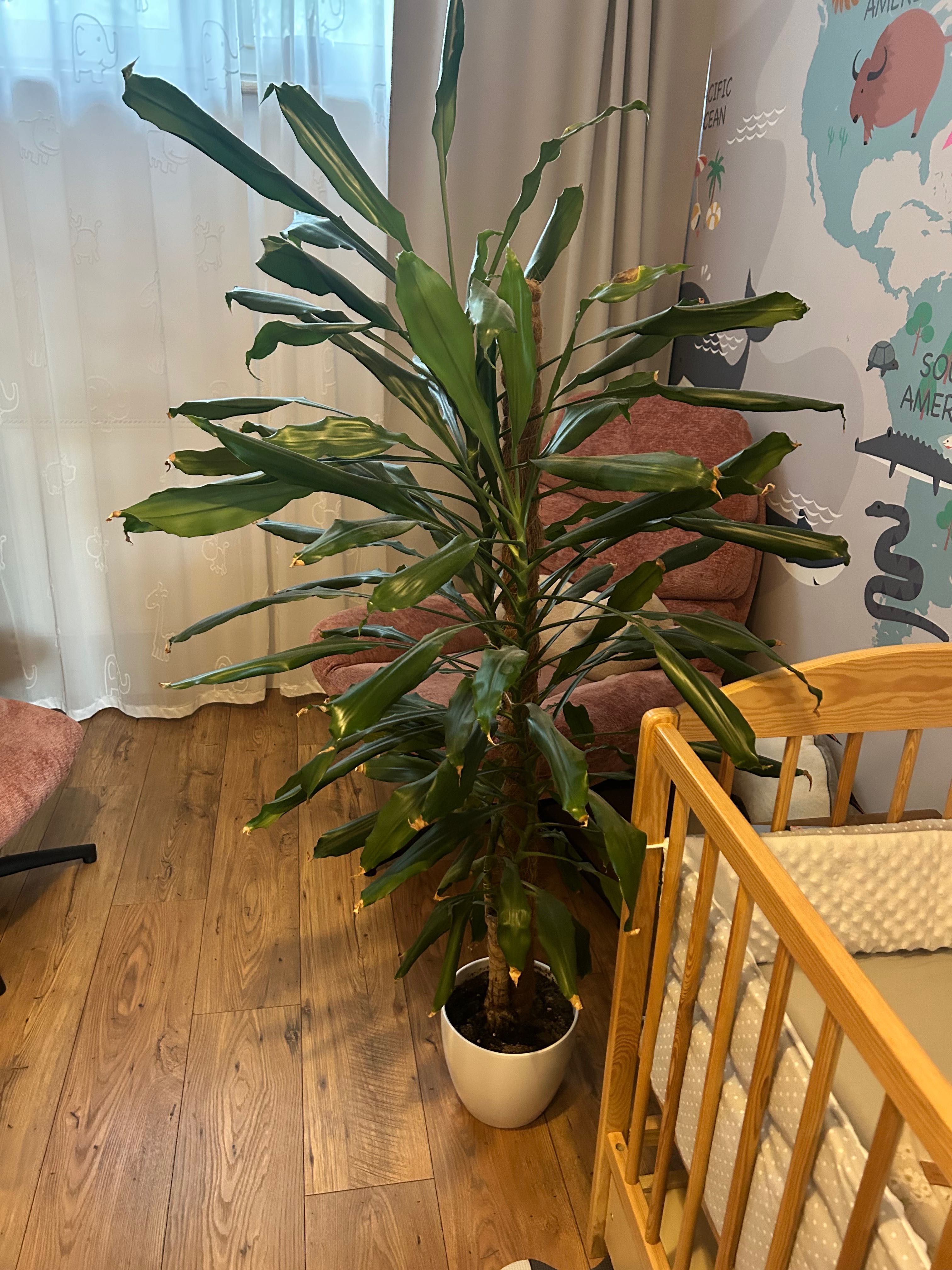 Efektowna palma dracena - oddam w dobre ręce