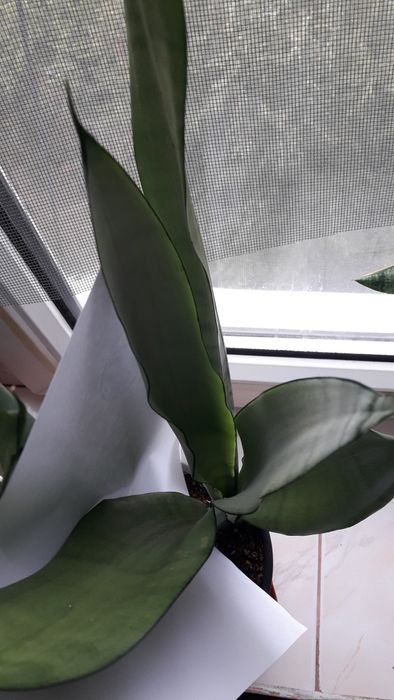 Сансевиерия муншайн сильвер мун, аубрутиана