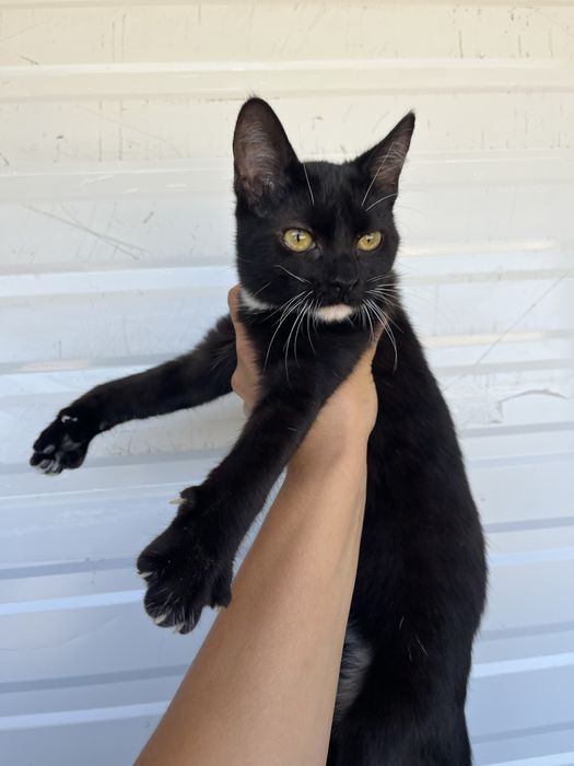 Cacau- Gatinha bebé para Adoção