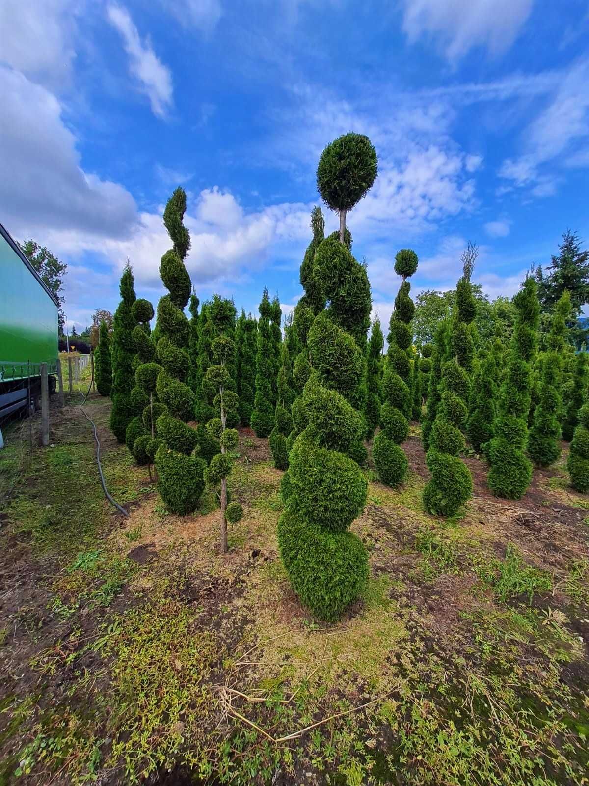 Thuja SZMARAGD SPIRALA 3,0-3,50m!!!