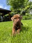 Szczeniak Bandog (nie cane corso, amstaff)