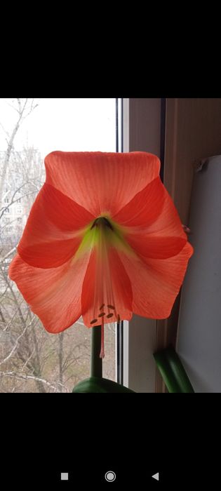 Детка гиппеаструма Solomon