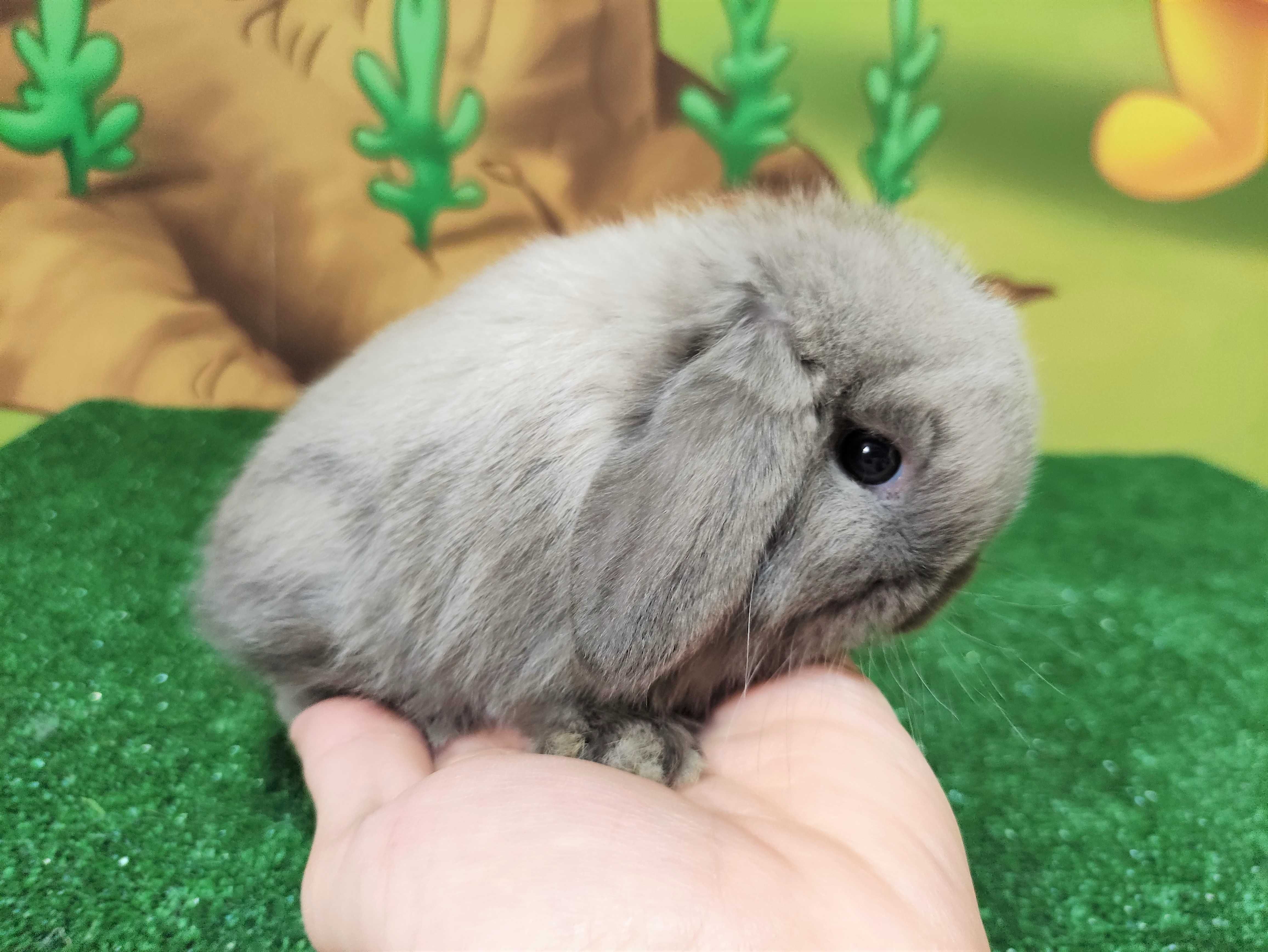 Mini Lop syjamski królik baranek siwy  miniaturka seal point szary