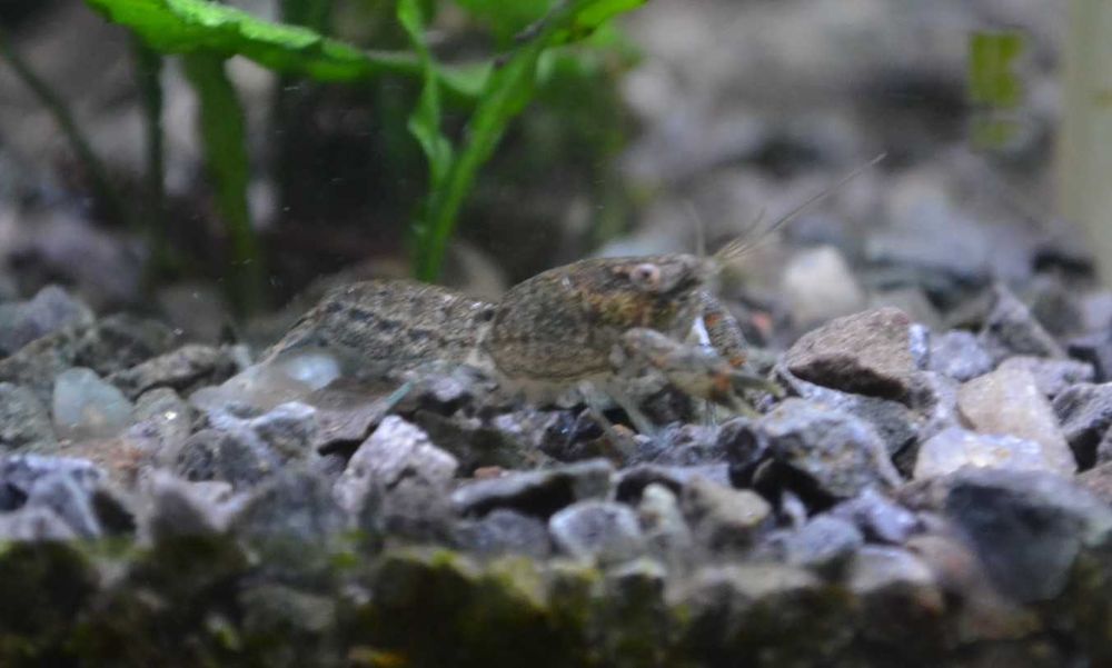 Раки аквариумные карликовые, Раки акваріумні карликові