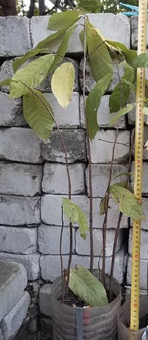 Азиміна Насіння Сіянці обмін