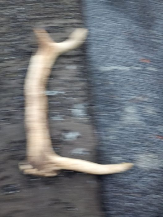 Poroża Jelenia 3 sztuki