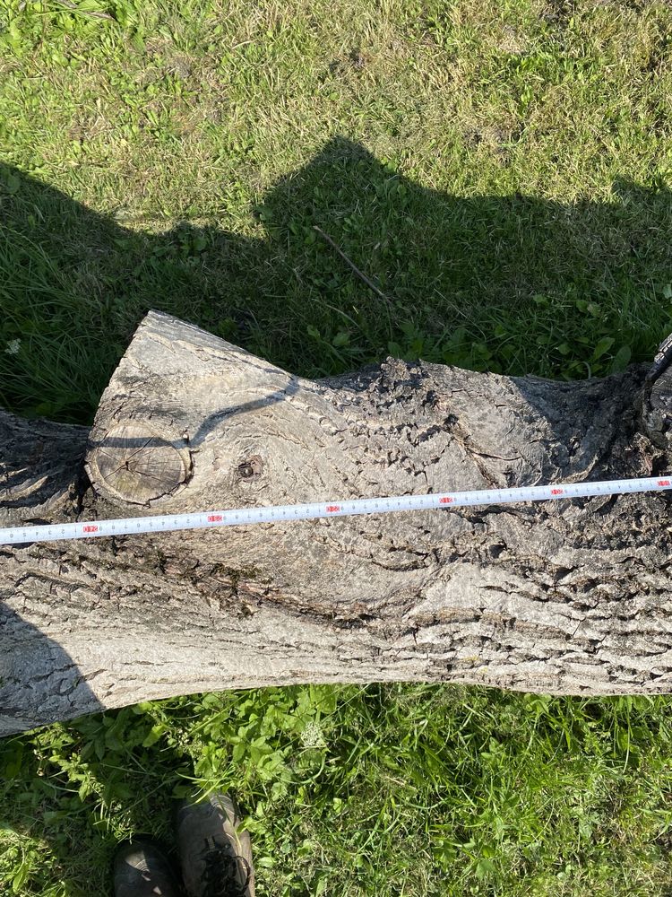 Drzewo orzech 300 cm