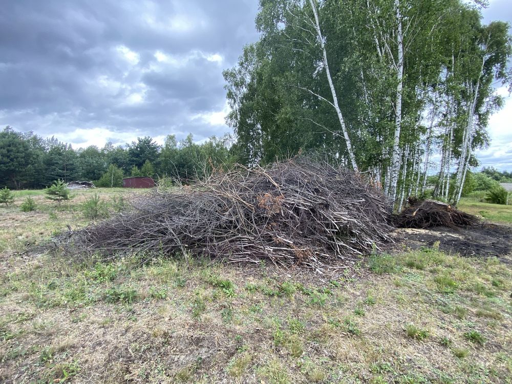 Oddam za darmo gałęzie