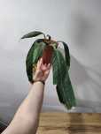 Philodendron campii lynette