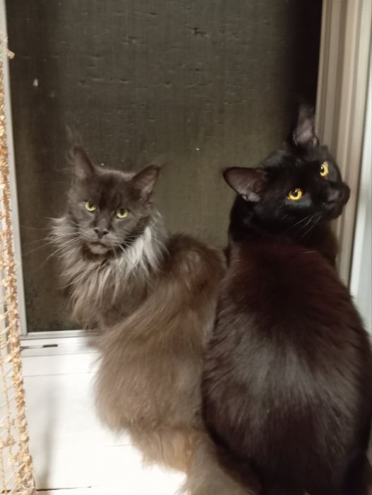 Мейкун пара, на розвод в хороші