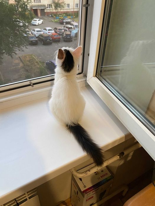 Чарівна  Хлоя шукає дім і люблячу родину! Кішка, кошеня 5 місяців