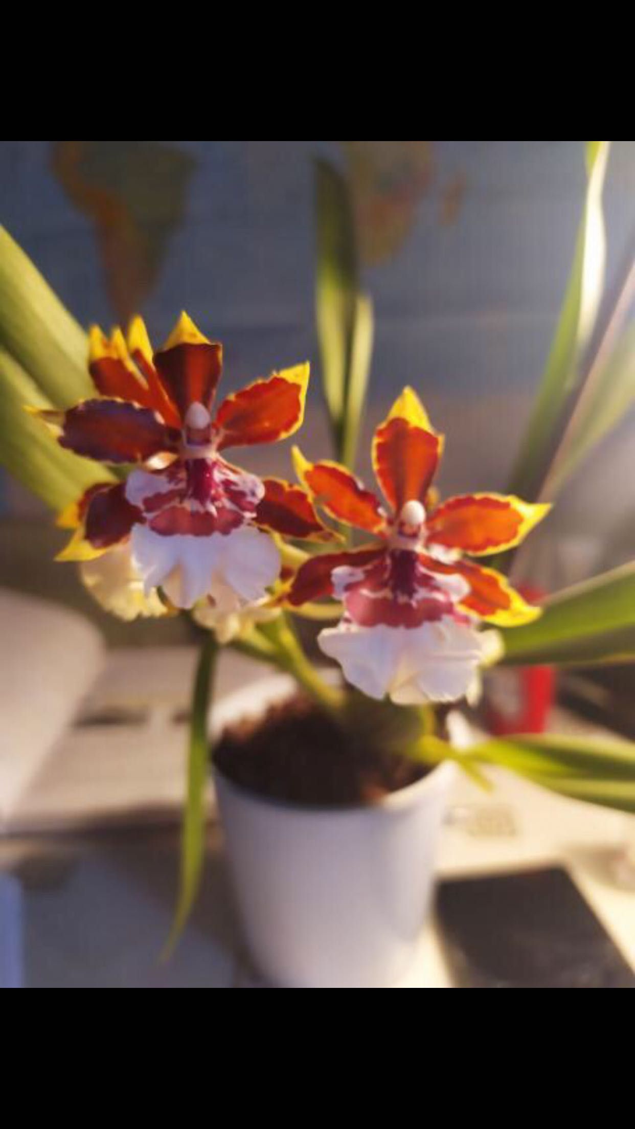 Продам орхидею камбрия с цветоносом