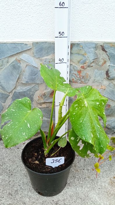 Monstera thai constellation