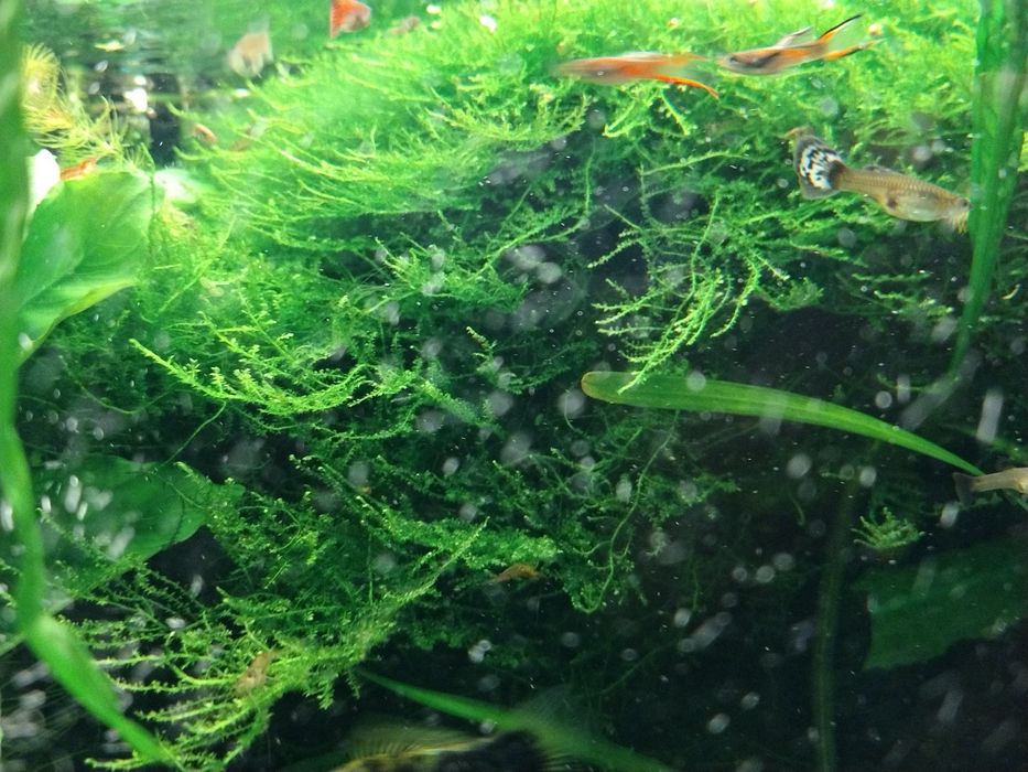 Sprzedam krewetki Red Cherry 1