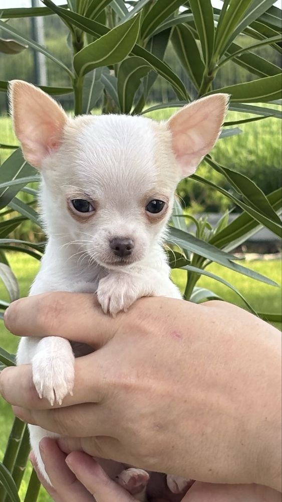 Chihuahua chlopak krótkowłosy FCI