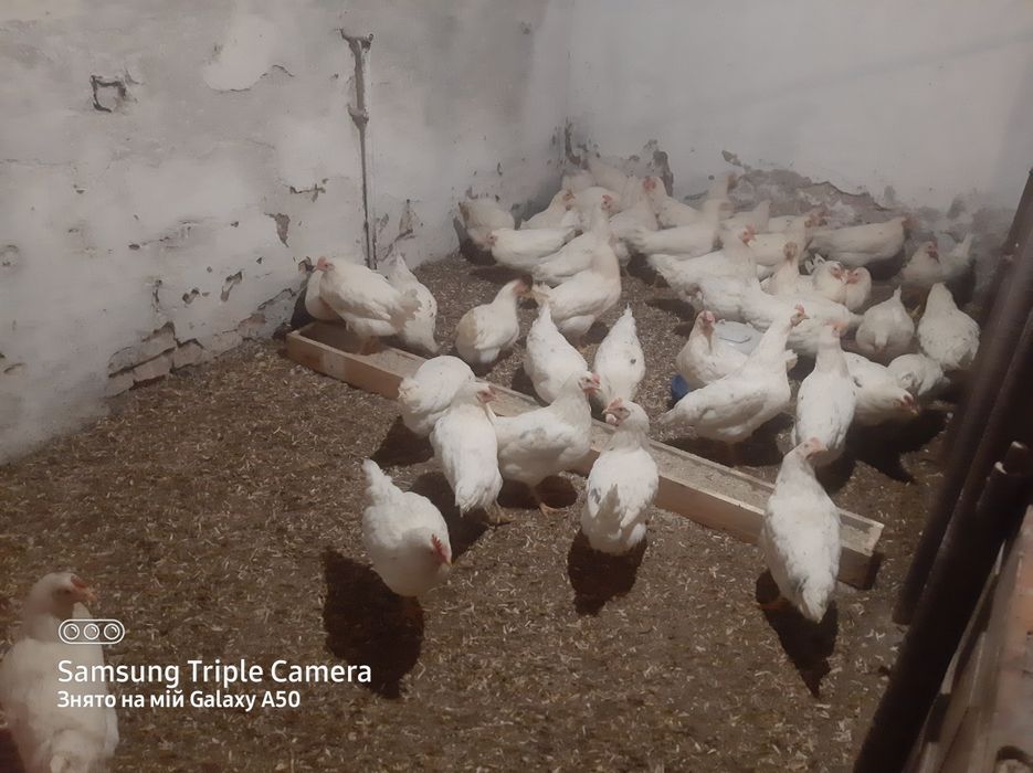 Кури несучки Качки Муларди Мулатки ,корм,Домінант,Ломан -сенді