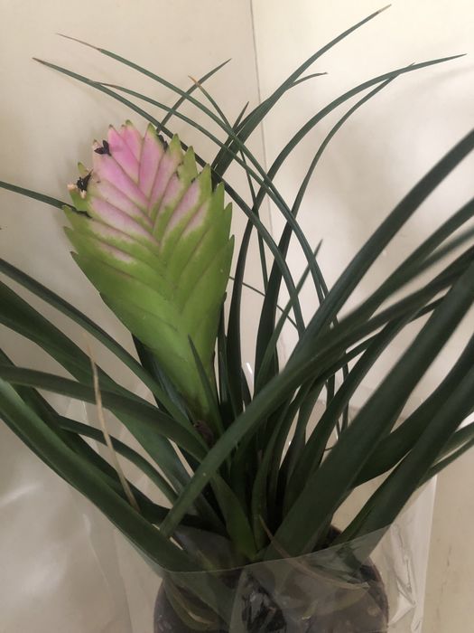 Tillandsia cyanea Oplątwa niebieskawa kwitnąca kwiat dekoracyjny