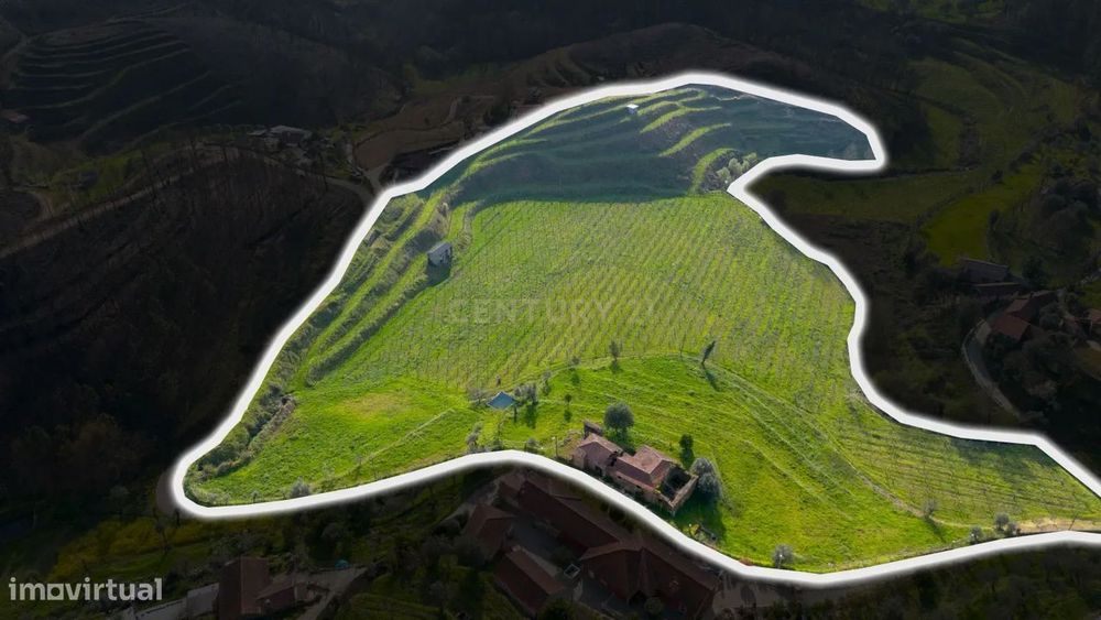 Terreno com Vinha Ativa e Casa em Celorico de Basto