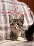 Kociak Zazu do adopcji