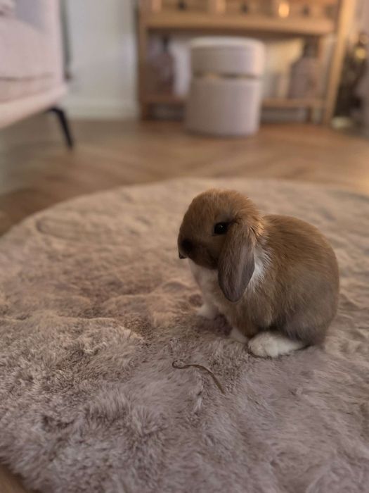 Maluszki z WYPRAWKĄ Śliczne Króliczki Karzełki Baranki Mini Lop