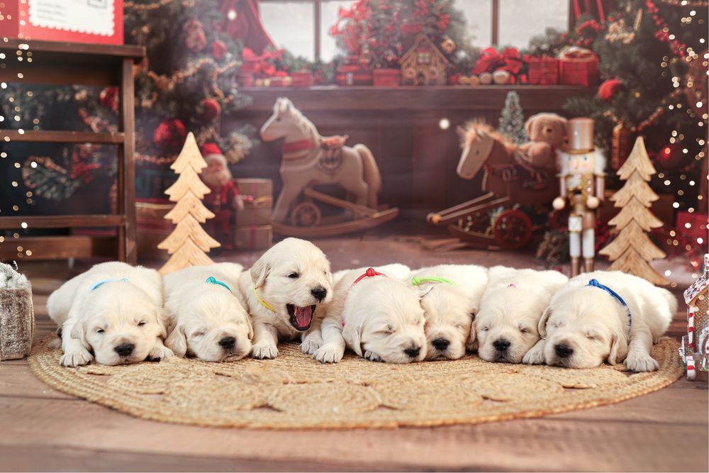 Szczeniak Golden Retriever FCI ZKwP