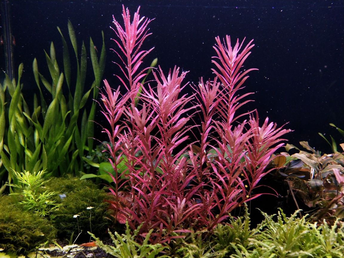 Rotala blood Red Singapur