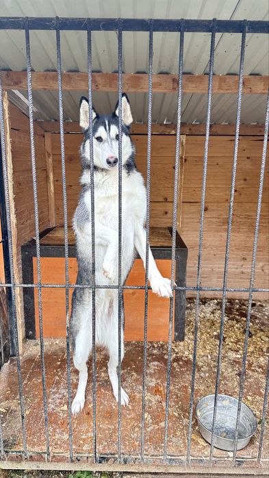 Хаскі стерилізована шукає дім