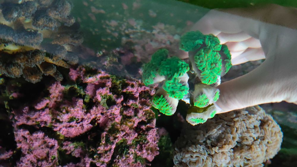 Euphyllia paraancora Fluo Gdynia/Gdańsk