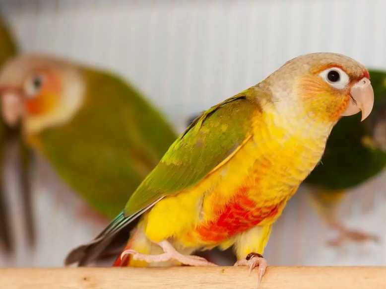 Птенцы попугая пиррура ручные выкормыши, говорящие