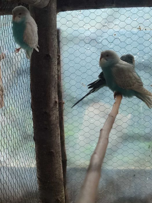 Periquitos australianos 2025