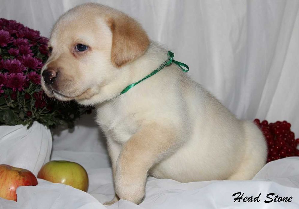 Лабрадор ретривер Клубные щенки