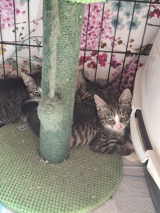 3 kociaki do pilnej adopcji