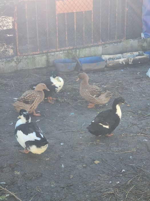 Patos de boa qualidade
