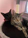 Adoção de casal de gatos