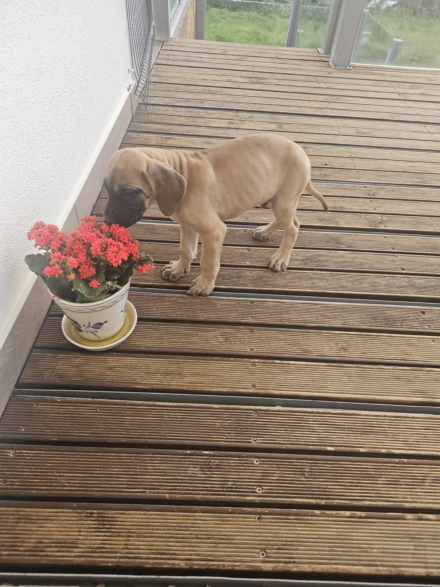 Dogue Alemão macho