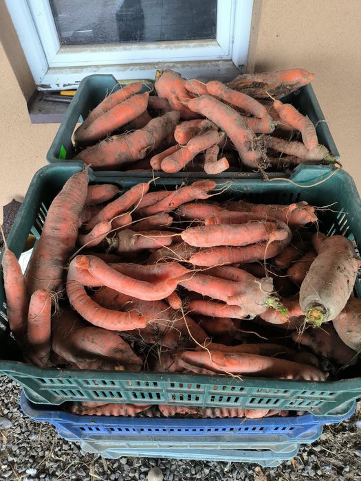 Marchew duża ilość