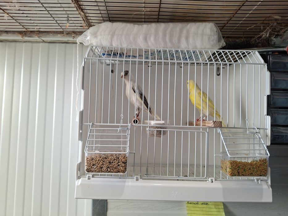 Canarios largues espanhol