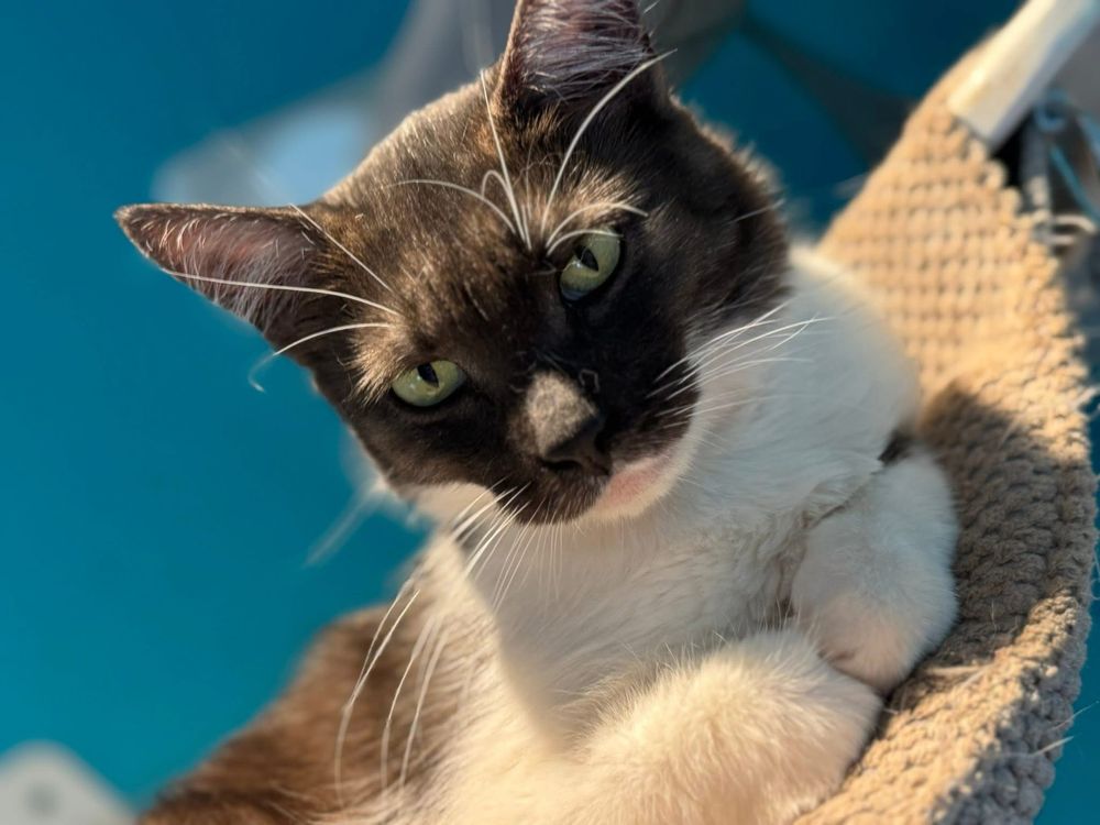 Alfik do adopcji szuka domu