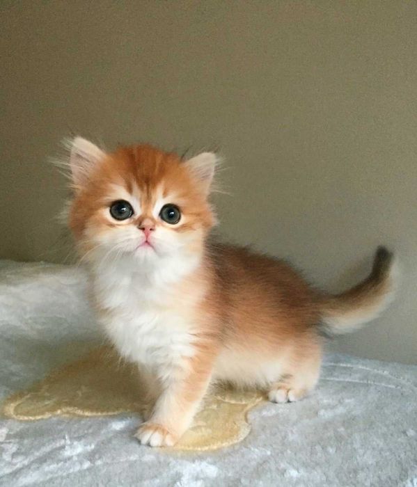 Kotka szkocka prostoucha, złota szynszyla