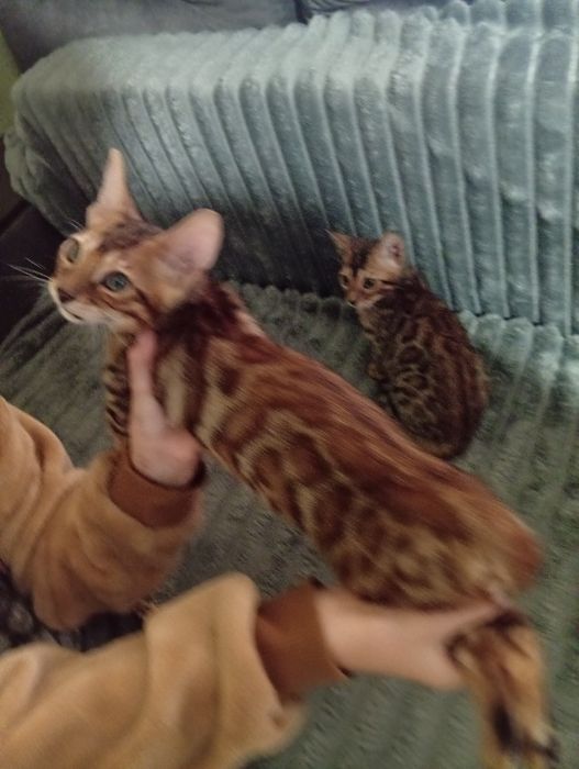 Бенгальська дівчинка чистопородна