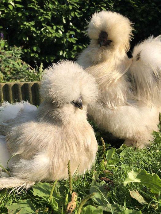 Неймовірно гарні та м'які пухові курочки, китайські шовкові кури