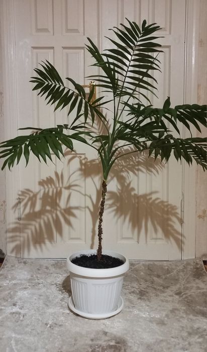 Хамедорея пальма Chamaedorea для офісу дому салонна пальма