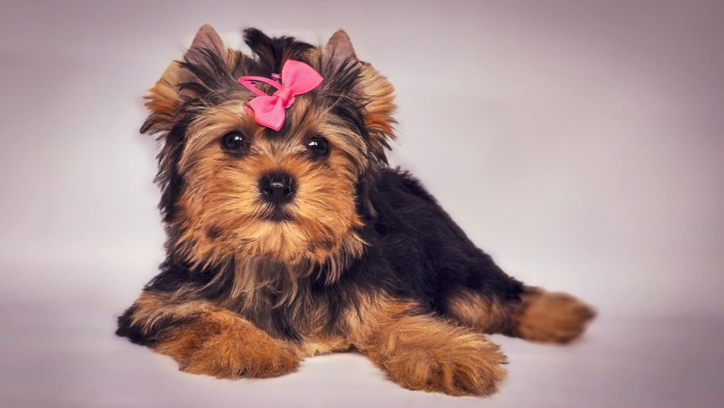 Yorkshire terrier suczka Odessa