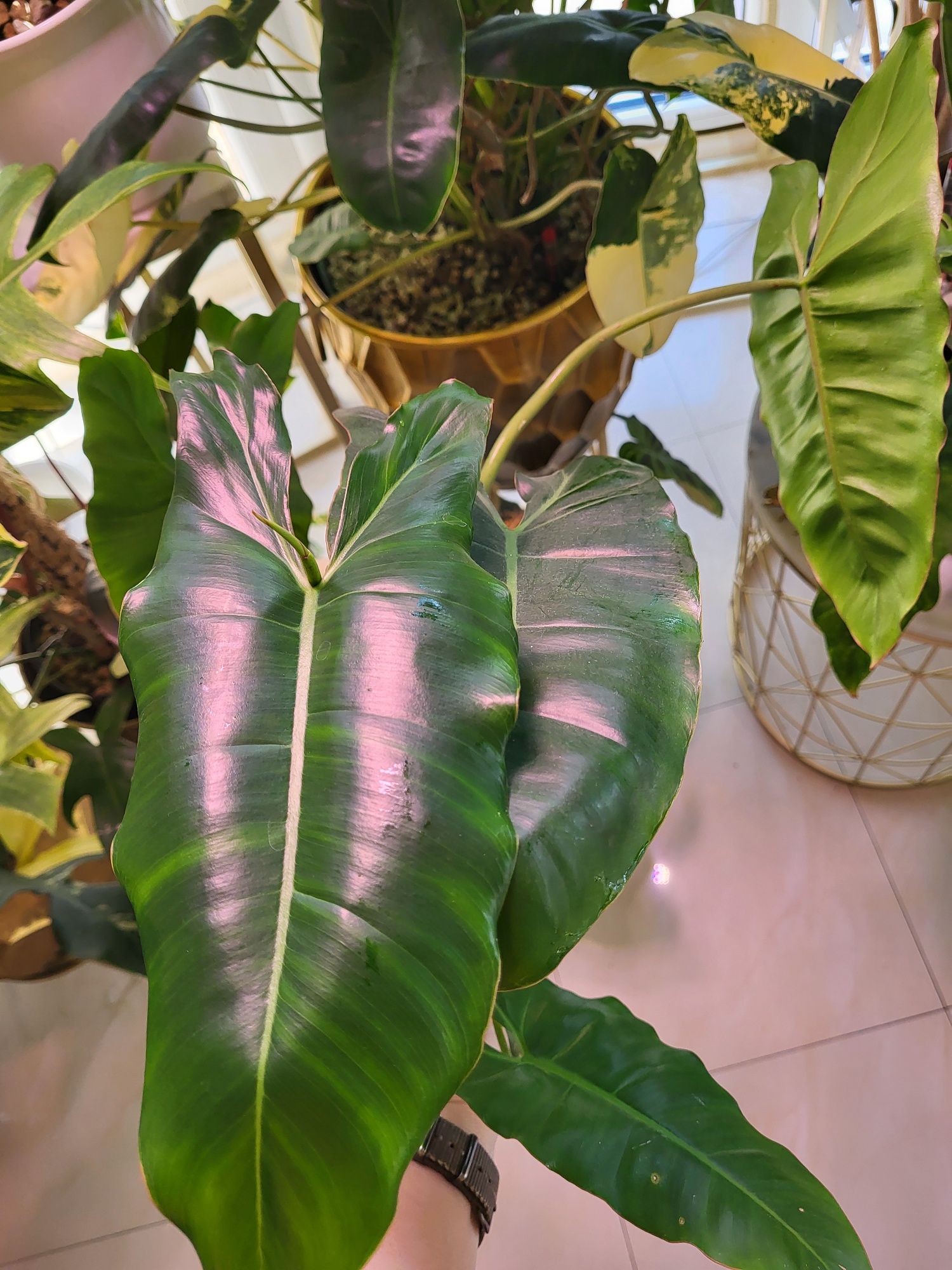 Kolekcjonerski Philodendron paraiso verde